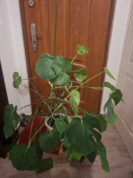 Monstera deliciosa Könnyezőpálma