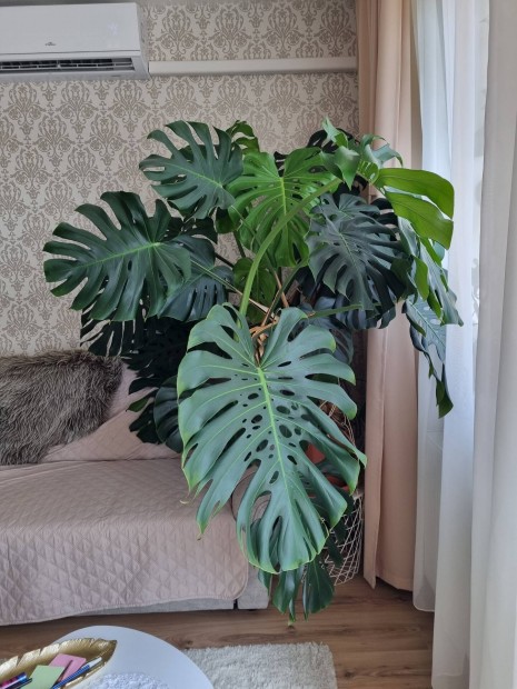 Monstera deliciosa 