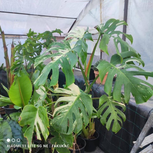 Monstera delicosa albo variegata nvny elad