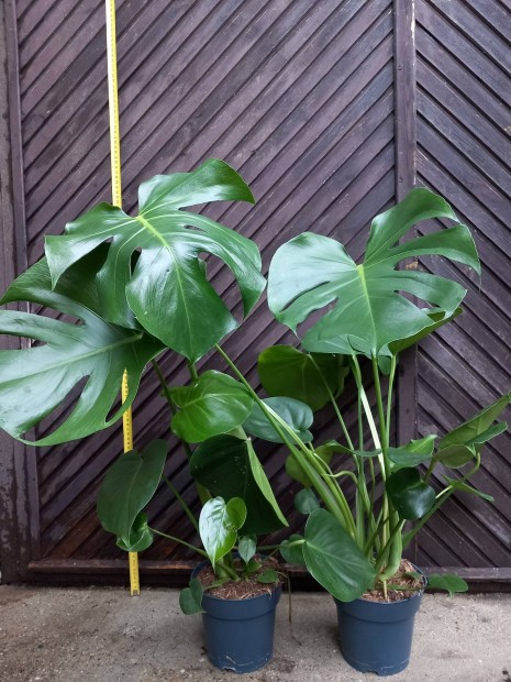 Monstera delicosia 