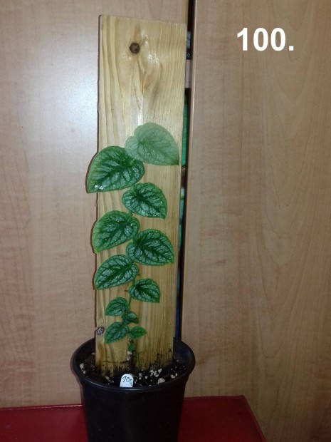 Monstera dubia 100.sz