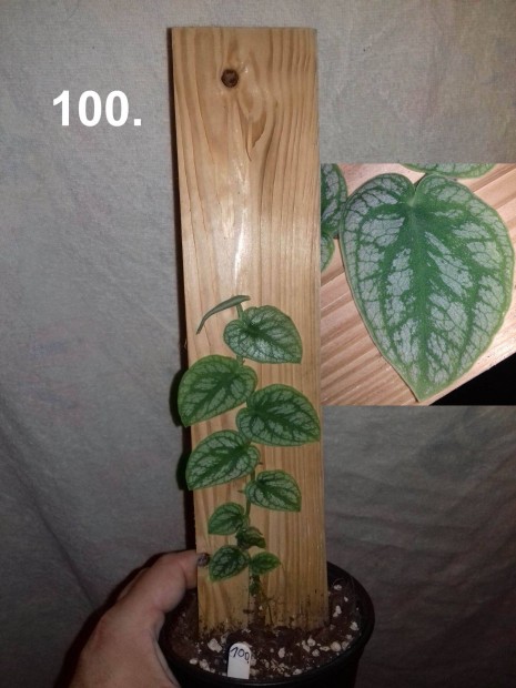 Monstera dubia 100.sz