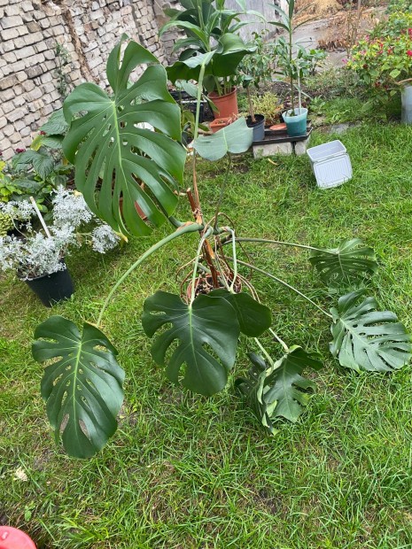 Monstera elad