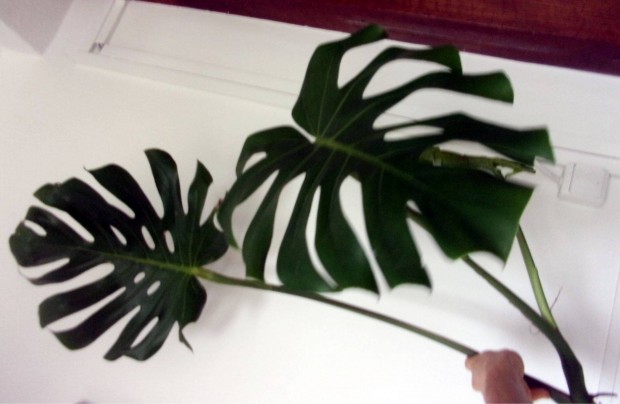 Monstera filodendron knnyezplma knnyez plma nagy leveles