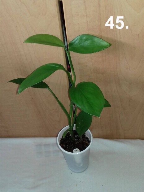 Monstera friedrichsahlii