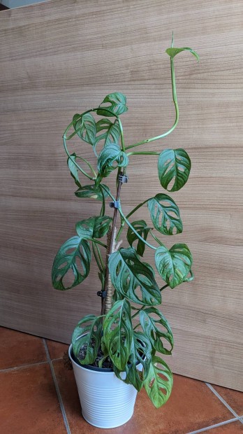 Monstera monkey leaf 70 cm magasra felfuttatva