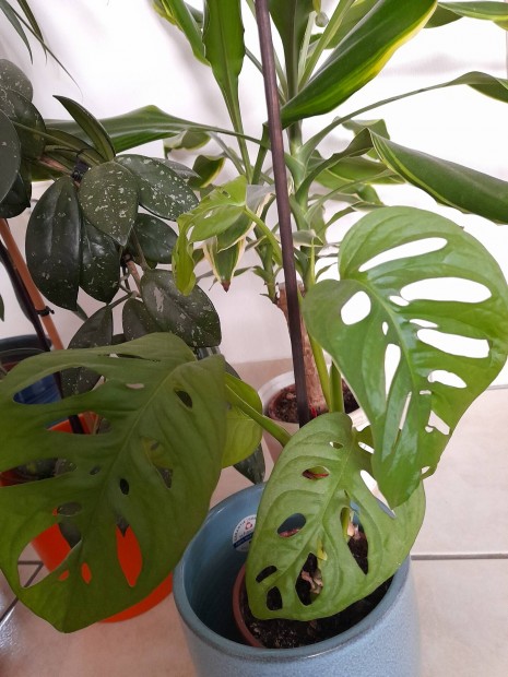 Monstera monkey olcsn!