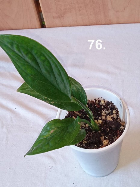 Monstera pinnatipartita