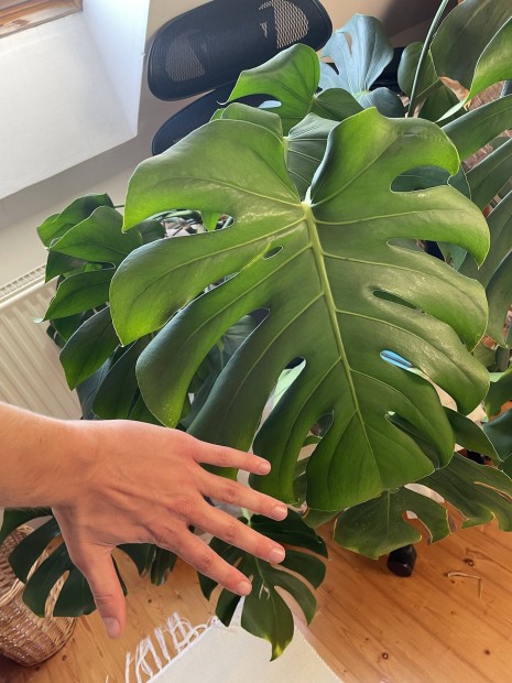 Monstera szobanvny