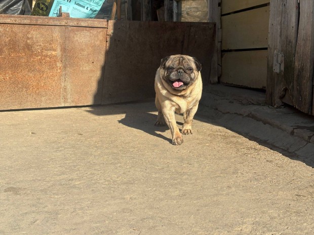 Mopsz jelleg� l�ny kutyus szeret� gazdit keres