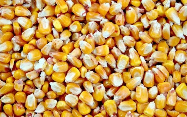 Morzsolt kukorica