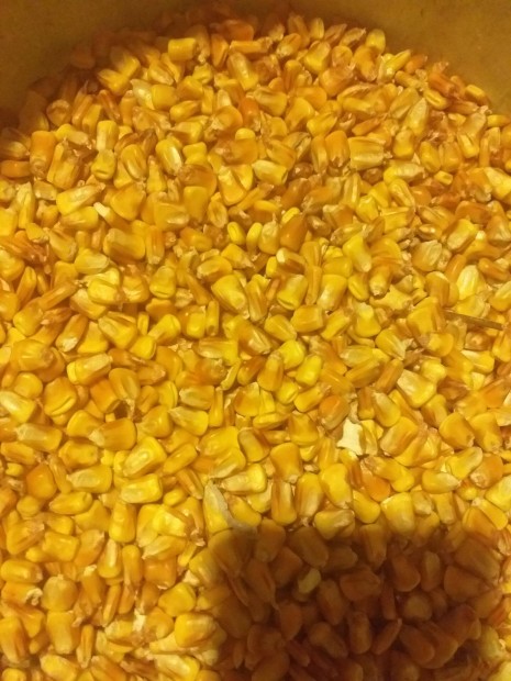 Morzsolt kukorica 8000/mazsa