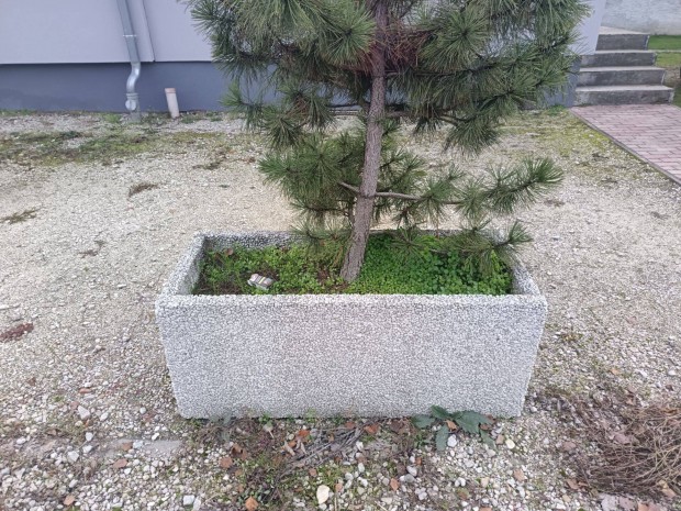 Hasznalt Beton Viraglada () Hasznalt Beton Viraglada