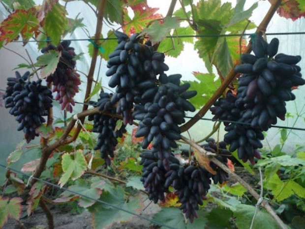 Moszkvai fekete gyökérnemes ellenálló szőlő csemeték eladók