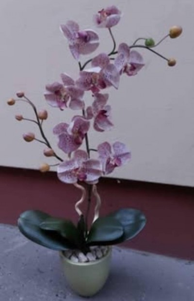 M orchidea 