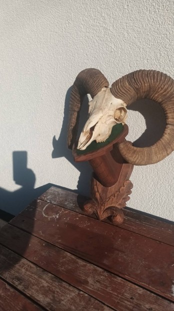 Muflon trfea