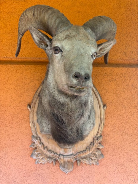 Muflon trófea