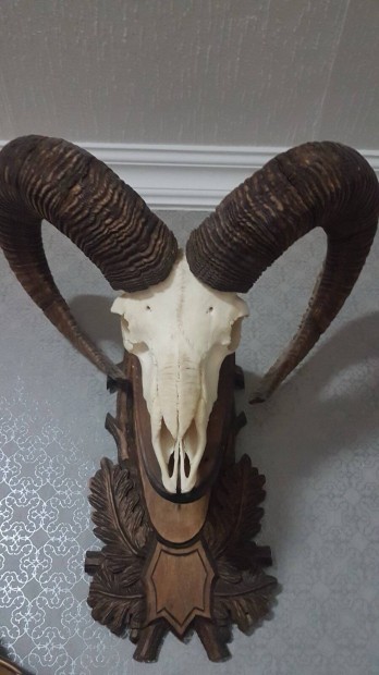 Muflon trfea 