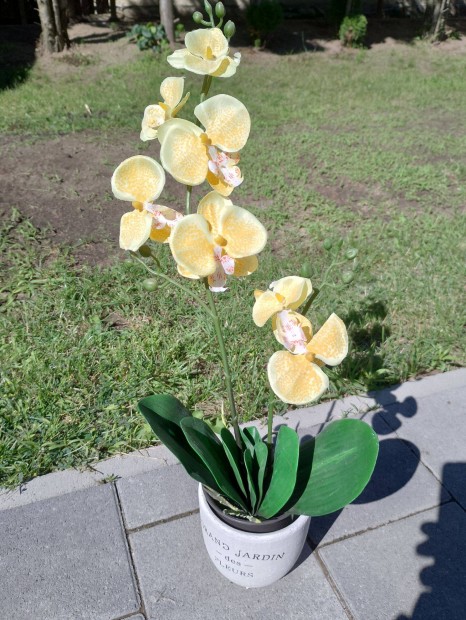 Mnvny orchidea
