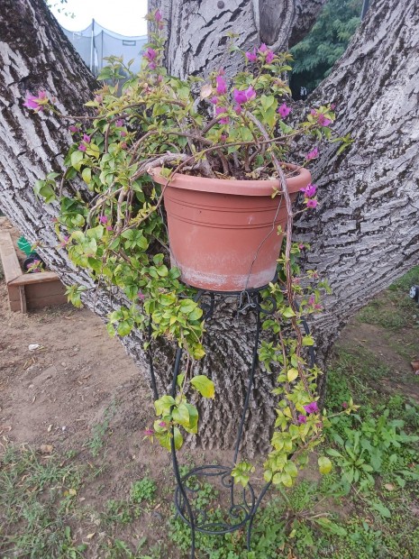 Murvafrt Bougainvillea