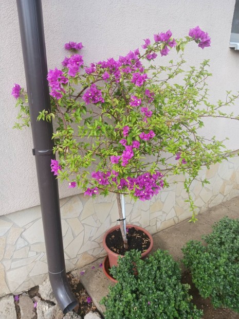 Murvafrt fa Bougainvillea