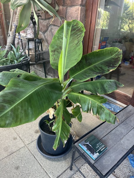 Musa Dwarf Canarensis term bann