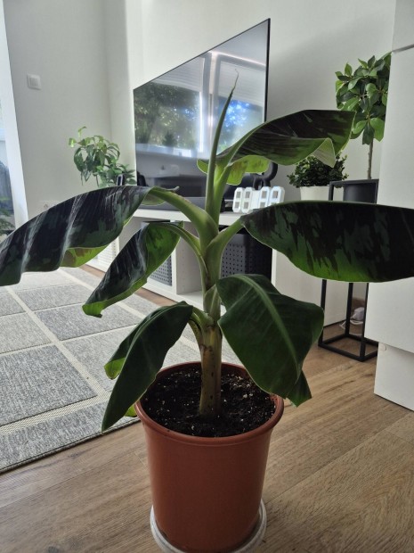 Musa Dwarf Cavendis Ehető termésű Törpebanán! 55cm