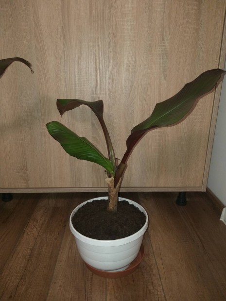 Musa ensete maurelli bann