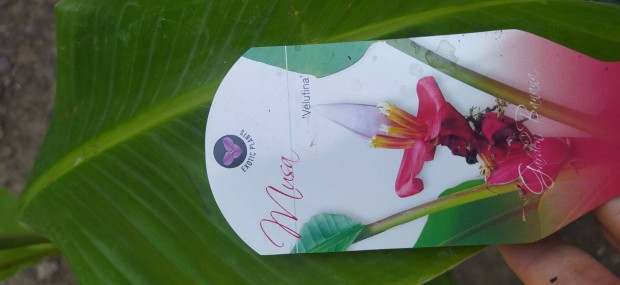 Musa velutina pink pink ehet trpe term bann