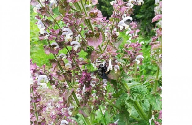 Muskotlyzslya (Salvia sclarea) mag