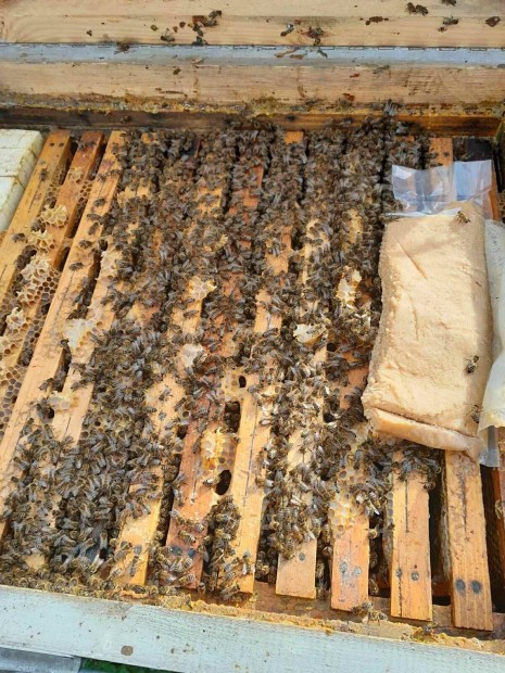 NB méhcsaládok eladók