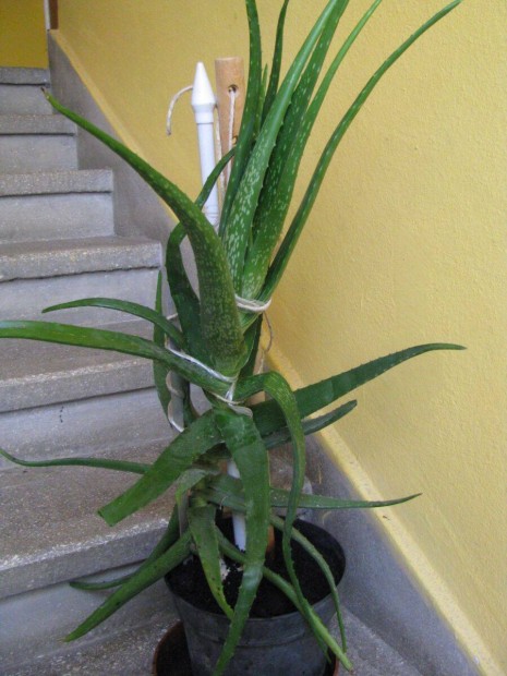 Nagy Aloe Vera gygynvny, kb 85 cm + nagy magas cserpben