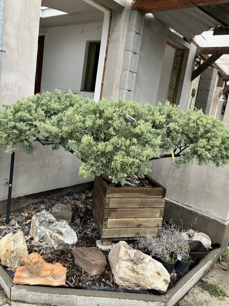 Nagy Juniperus Bonsai jelleg faldban