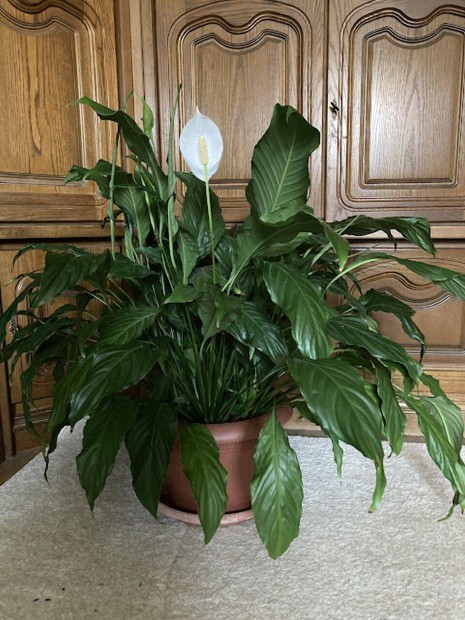 Nagy Vitorlavirg ( spathiphyllum) elad