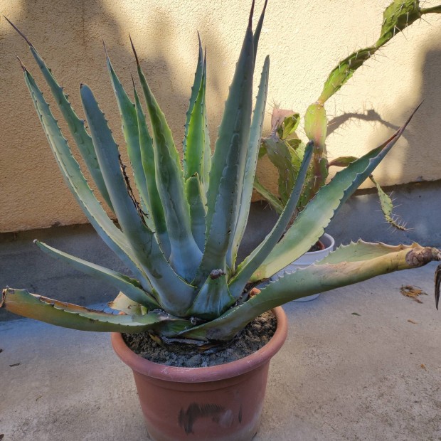 Nagy agave kaktusz