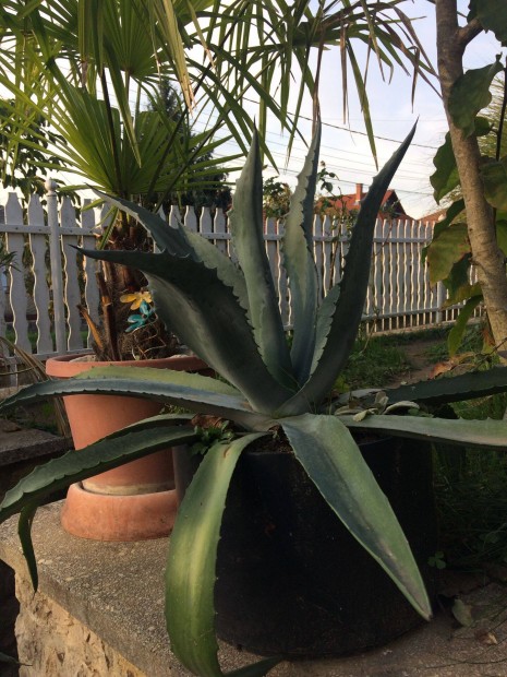 Nagy agave kaktusz