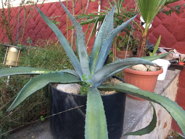 Nagy agave kaktusz XL