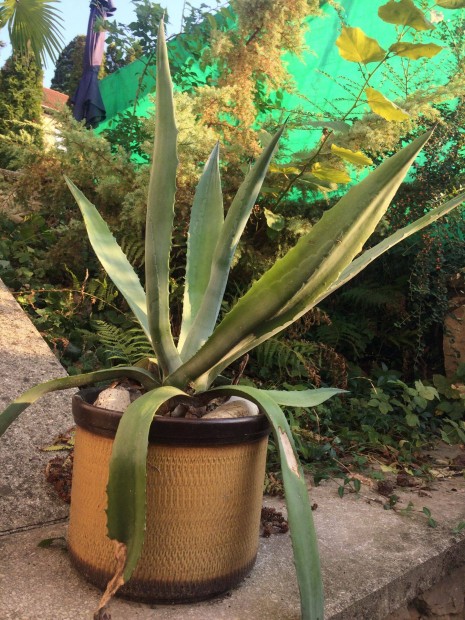 Nagy agave kaktusz XXL