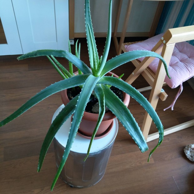 Nagy aloevera