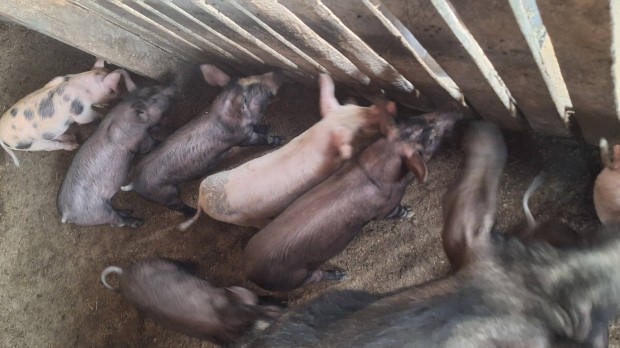 Nagy fehr  laply s duroc malacok
