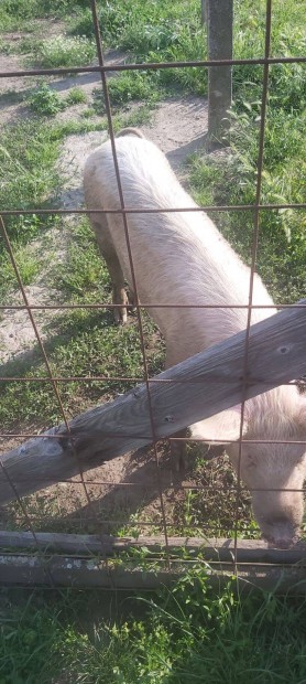 Nagy fehr s duroc keverk