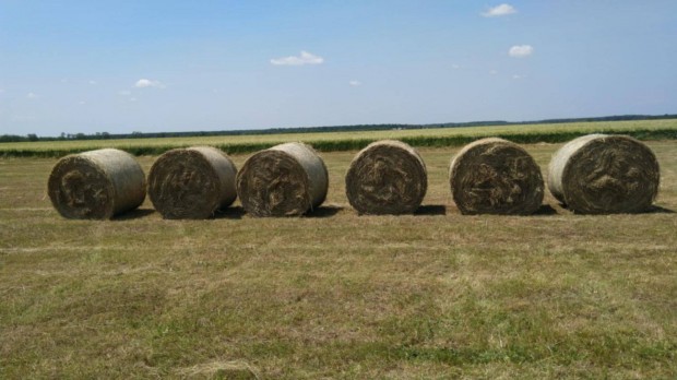 Nagy krbla rtiszna