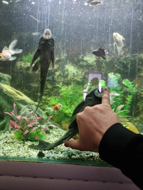 Nagy méret pleco algaevők új helyre költöznének