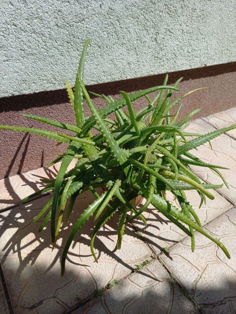 Nagy mret Aloe vera elad!