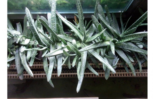 Nagy méretű Gasteria daráslevél vastag erős levelekkel sok tővel