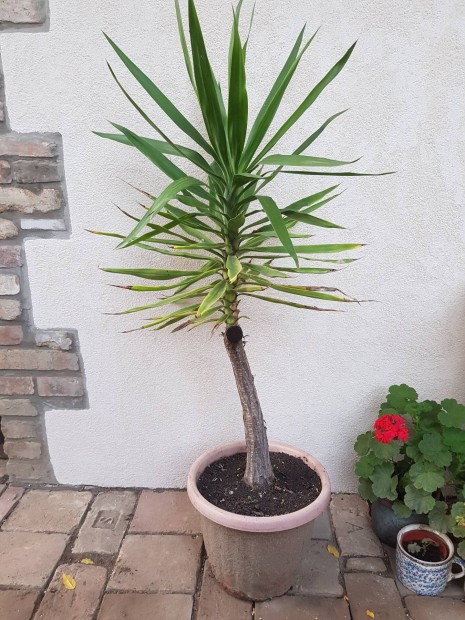 Nagy mret Yucca 