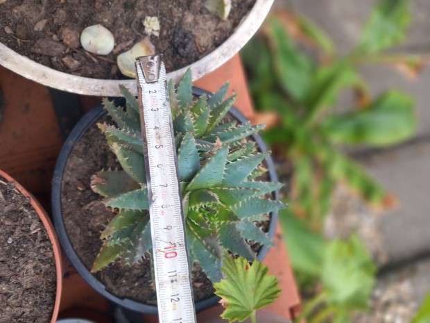 Nagy m�ret� dupla k�l�nleges kaktusz