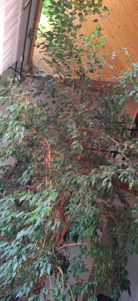 Nagy mret ficus benjamina elad