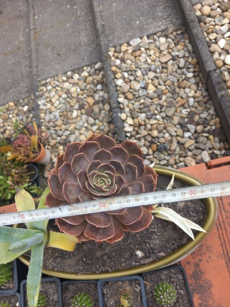 Nagy m�ret� pozsga r�zsa �s k�t k�l�nb�z� agave t�lba �ltetve