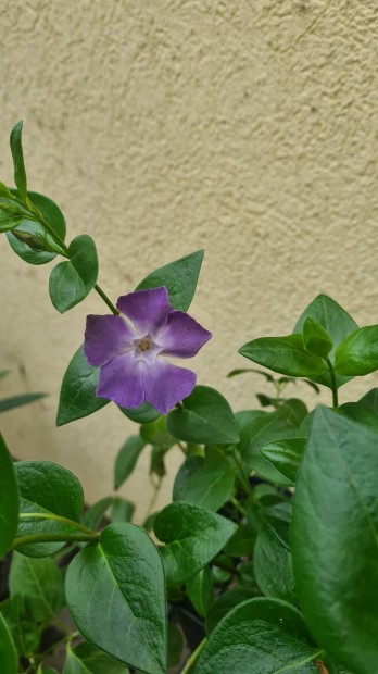 Nagy meténg- Vinca major